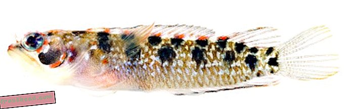 लेख, मॉल के चारों ओर, स्मिथोनियन, ब्लॉग्स पर - स्मिथसोनियन साइंटिस्ट ने सात नई मछली प्रजातियों को उतारा