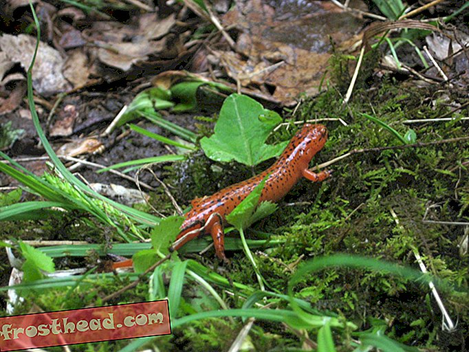 Nose li smrtonosne gljivice appalahijski salamanderi?