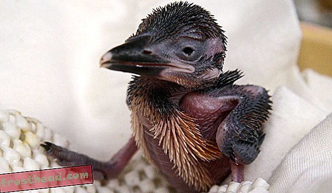 Este Kingfisher bebê realmente adorável perpetua uma espécie extinta na natureza