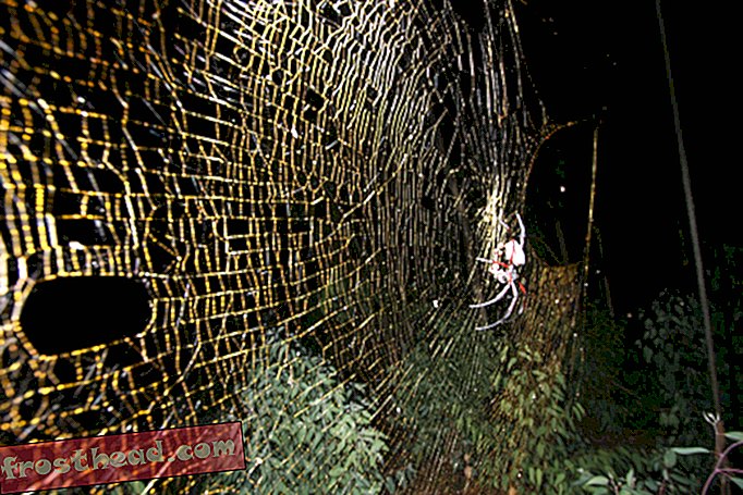 чланци, на смитхсониан-у, блогови, око тржног центра - Прогањани почетак: џиновски паук откривен на време за Ноћ вештица