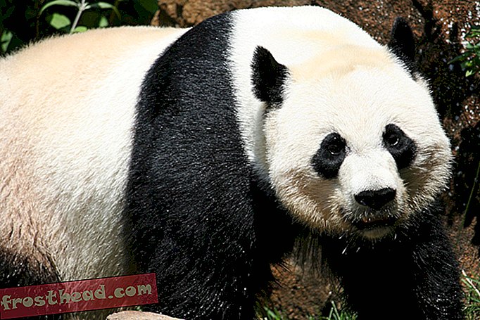 άρθρα, στον Smithsian, από τις συλλογές, την επιστήμη, την άγρια ​​φύση - Γίγαντα Panda Mei Xiang δεν θα δώσει γέννηση