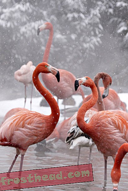 Even the flamingos are chilling out.