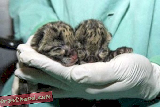 artikelen, op de smithsonian, blogs, rond het winkelcentrum - Clouded Leopard Cubs Born in de onderzoeksfaciliteit van de dierentuin