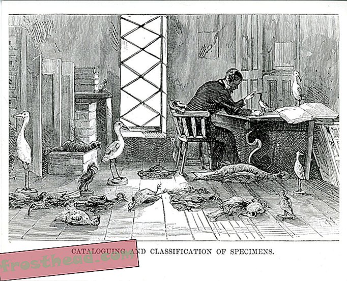 чланци, у кутку куничара, кустоси - Разарајућа ватра која је готово прождирала дворац Смитхсониан 1865. године