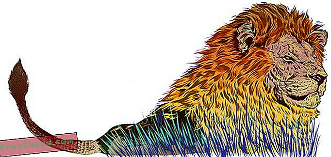 מדוע אריות לא תוקפים תיירים בספארי ושאלות נוספות מהקוראים שלנו