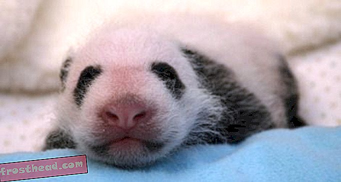 MIGNON PHOTOS: Le panda cub est en plein essor, sa taille est plus que doublée