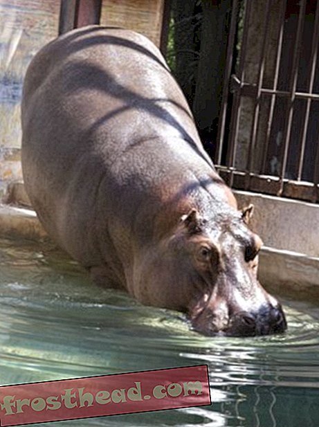 статии, в smithsonian, блогове, около мола - Happy Trails, Hippo Heads West на зоопарка
