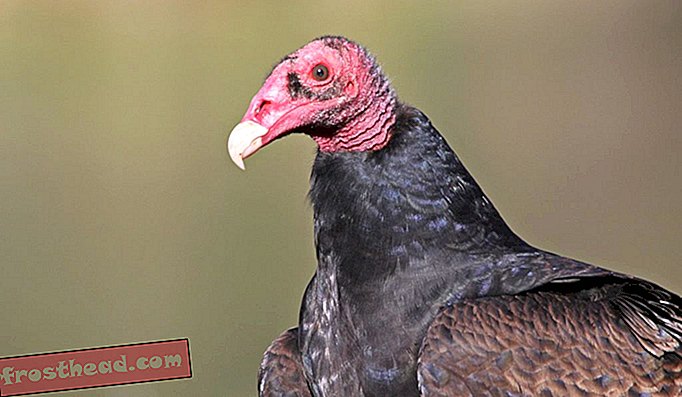 במוחו של נשר תרנגול הודו יש פי שתיים תאי מיטטרליים כמו נשרים שחורים, למרות היותו חמישית קטנה יותר.