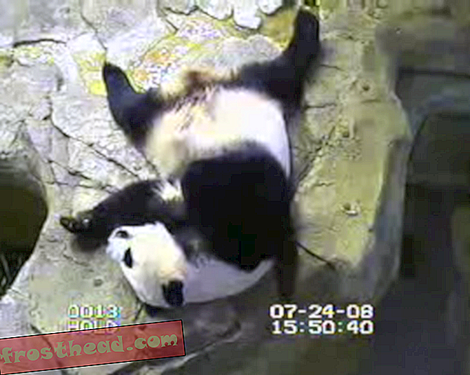Dedos cruzados.  ¿Un Panda Preggers en el Zoológico Nacional?
