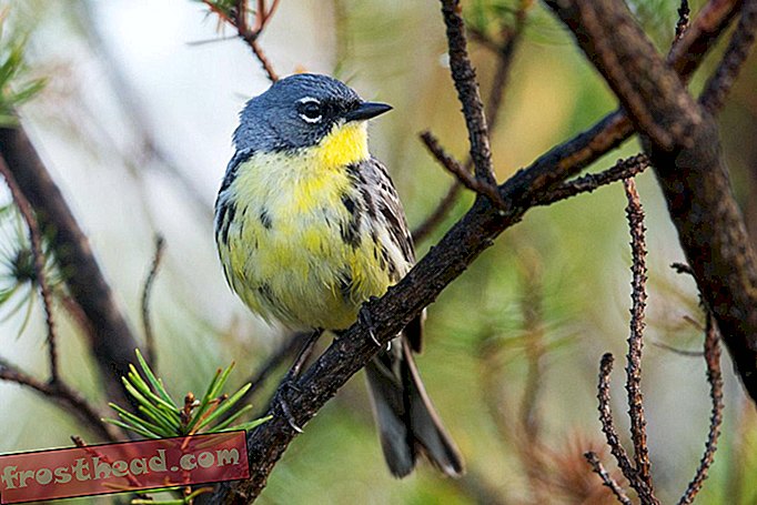 Znanstveniki prvikrat spremljajo enega najredkejših pesniških ptic na celoletnih migracijah