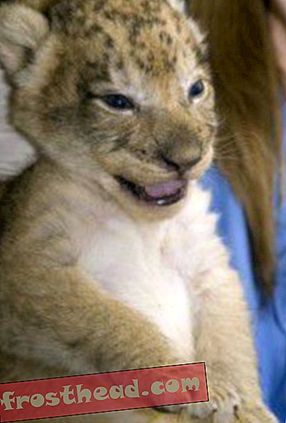 Среда: Преглед слатких слика с лавовима, Кивис и Хула Хоопс