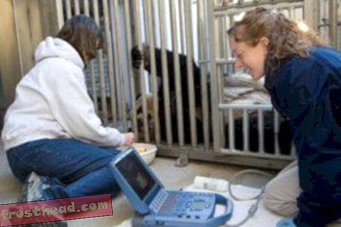 Тужне вести: Џиновска панда Меи Ксианг НИЈЕ трудна