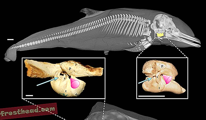 Tutkimusryhmästä tuli ensimmäinen tutkijaryhmä, joka tunnisti ja kuvaa paikalla korvan tietyn alueen kehityksen, joka löytyy yksinomaan ”akustisesta suppilosta” kutsuteista valaista (yllä: vaaleanpunainen kartio), rakenteen, jonka ajatellaan olevan kriittinen komponentti ymmärtää paremmin kuinka baleenit (pohja) ja hammasvalaat (yläosa) kuulevat vesiympäristössään.
