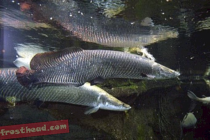 スミソニアンの記事、ブログ、モール周辺 - 国立動物園で2匹の魚が死ぬ