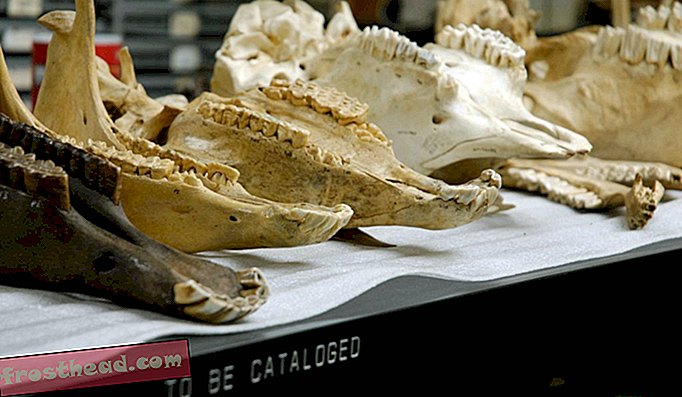 Zachovat a chránit: Jak se paleontologové starají o své dlouho mrtvé, vysoce udržované hvězdy