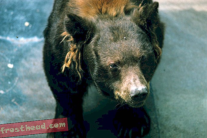 Smokey Bear, tiedottaja ja kansallisten eläintarhojen kohokohta