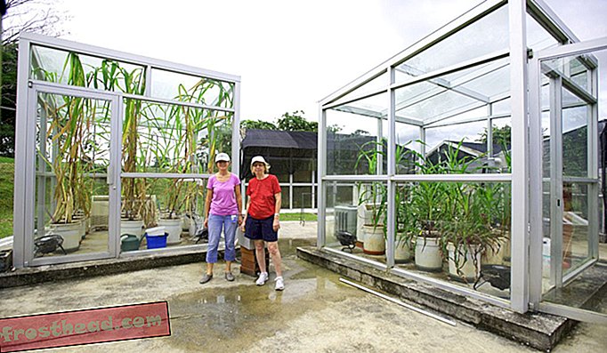 トウモロコシの野生の祖先であるテオシントは、現代の気候条件（左の部屋）と過去の気候条件（右の部屋）の下で成長していることが示されています。スミソニアン科学者ドロレス・ピペルノ（右）とアイリーン・ホルスト。