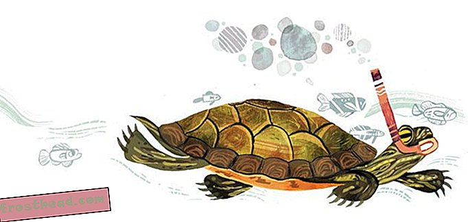 artikler, hos smeden, spørg smithsonian - Hvor længe kan skildpadder holde sig under vandet og andre spørgsmål fra vores læsere