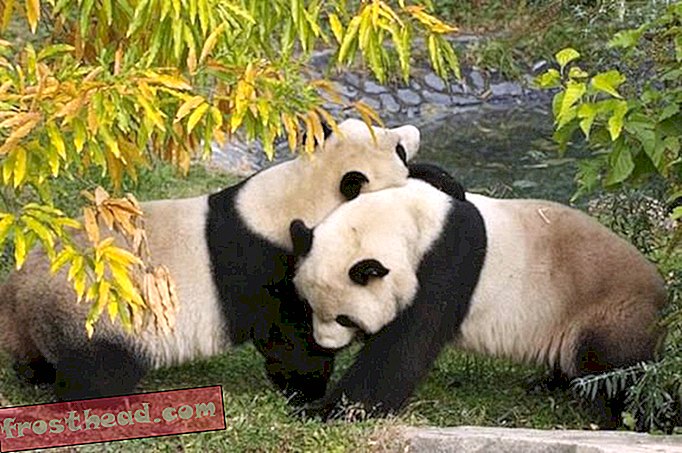 Prenez un pourboire des pandas géants du zoo national, un câlin peut aller très loin.