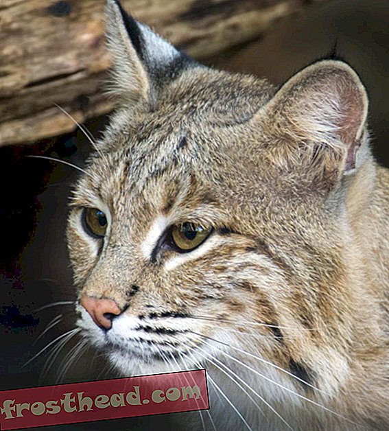 artículos, en el smithsonian, de las colecciones, cosas salvajes, ciencia, viajes - Ollie the Bobcat está de vuelta en el zoológico y fuera de las calles de Washington, DC