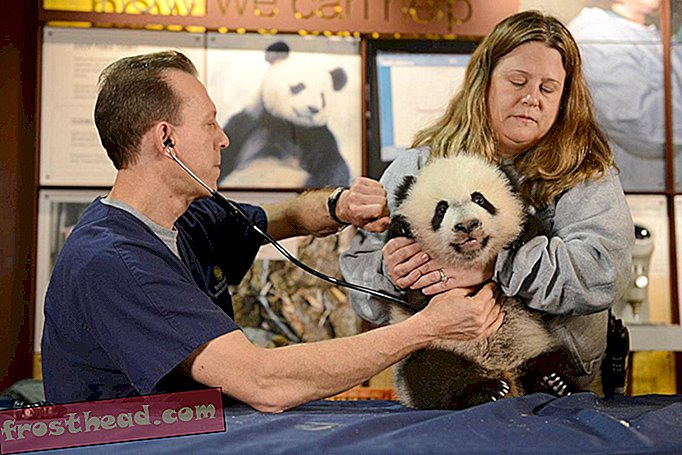 artículos, en el smithsonian, de las colecciones, ciencia - Fotos y videos del Panda Cub del zoológico nacional haciendo una visita al veterinario