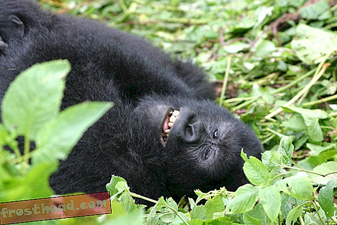 Gorila din Rwanda