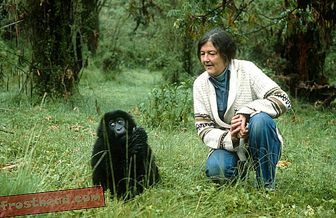 Craniile Gorilei ale lui Dian Fossey sunt comori științifice și un simbol al luptei ei