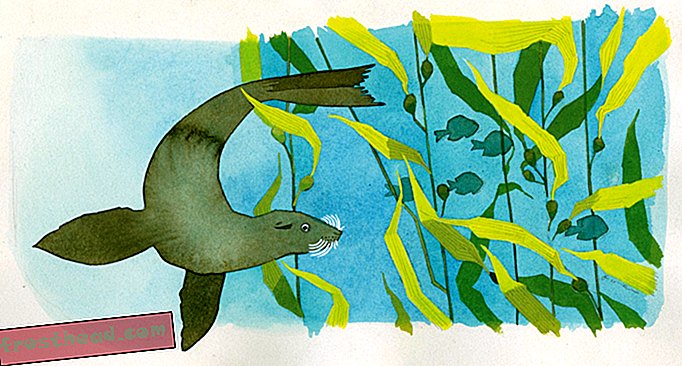 Wie finden Robben ihre Beute und weitere Fragen von unseren Lesern?
