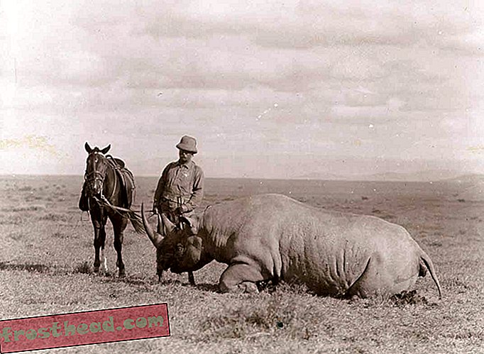 Теодор Рузвельт, белый носорог