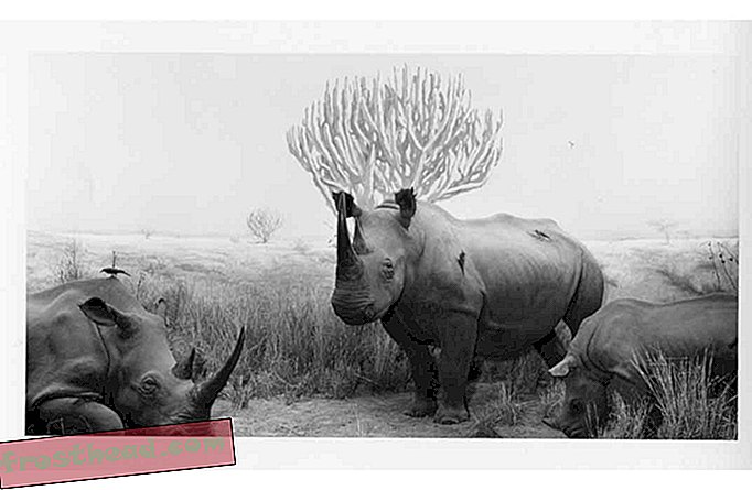 Роосевелт носорози