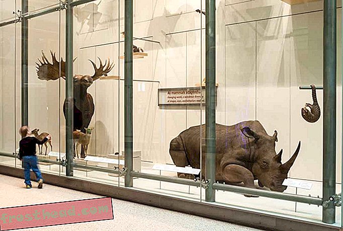 Museo de historia natural del rinoceronte blanco