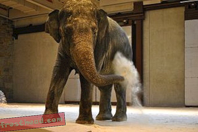 Шанти играе на пясъка! Общественият център на слонове има отопляеми подове, покрити с 1, 2 метра пясък.