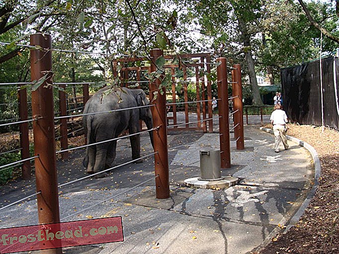 Een van de olifanten op het oefenpad 'Elephant Trek'.