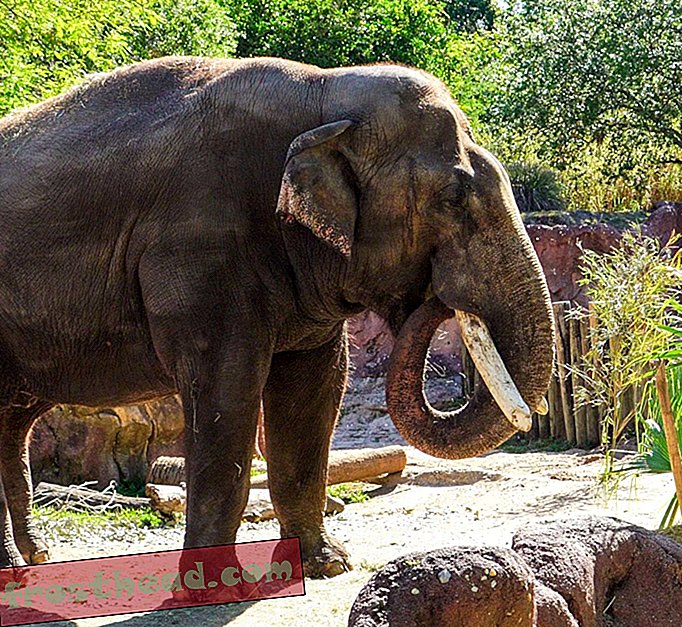 Tutvuge Spike'iga, kes on Floridast kohale toimetatud ameerika härja elevant, et ühineda riikliku loomaaiaga