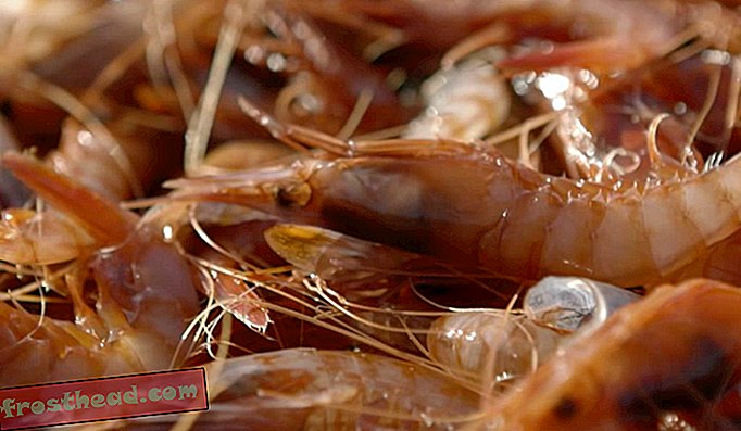 Comment un retour aux traditions historiques pourrait sauver la pêche à la crevette rouge de Catalogne