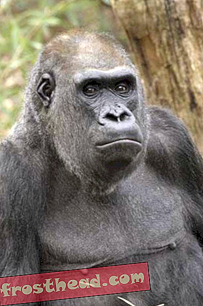 Haloko, le gorille de 44 ans du zoo, meurt