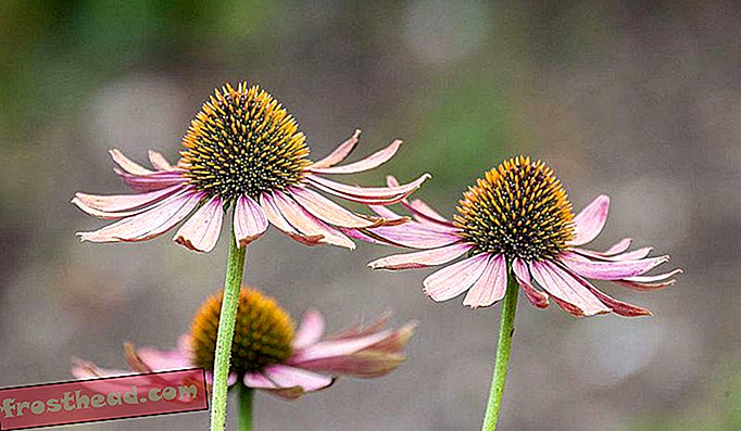 Coneflower-urile sunt un exemplu de autohton care este favorabil polenizatorilor din Coasta de Est.