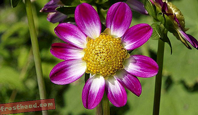 Sørg for å plante sent blomstrende blomster som dahliaer for å få så mye smell ut av hagearbeidsåret som du kan.