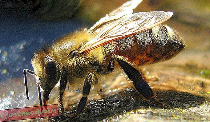 Όπως και τα περισσότερα ζώα, οι μέλισσες χρειάζονται αρκετή ενυδάτωση για να επιβιώσουν. Σχεδιάστε τα σε σας εγκαθιστώντας χαρακτηριστικά νερού στον κήπο σας.