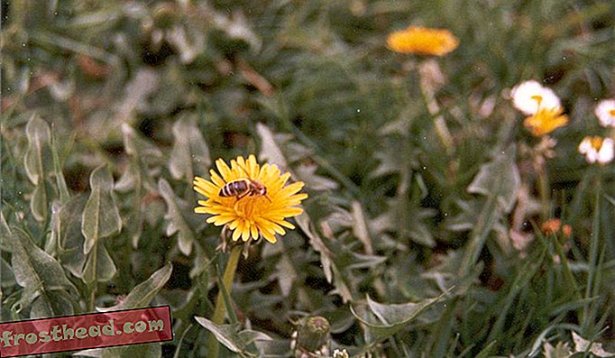 תן צ'אנס לדבורים - השאר קצת זמן נוסף בין מפגשי כיסוח הדשא.