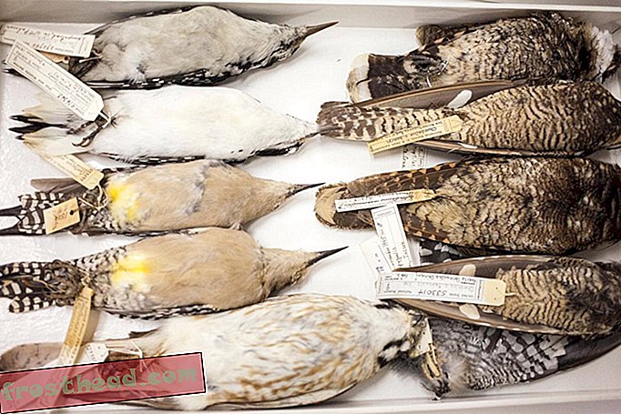 Espécimes de aves