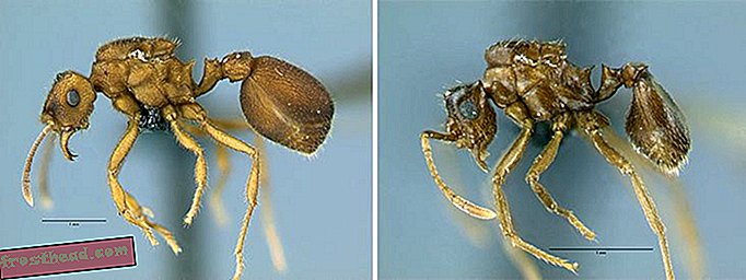 लेख, स्मिथसोनियन में, स्मिथसोनियन, विज्ञान, वन्यजीव पर नए शोध - यह चींटी प्रजाति विकास पर एक विवादास्पद सिद्धांत का समर्थन कर सकती है