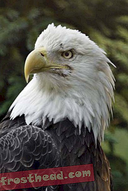 artikler, hos smeden, blogs, omkring indkøbscenteret - Zoo annoncerer døden af ​​sin 30-årige Bald Eagle