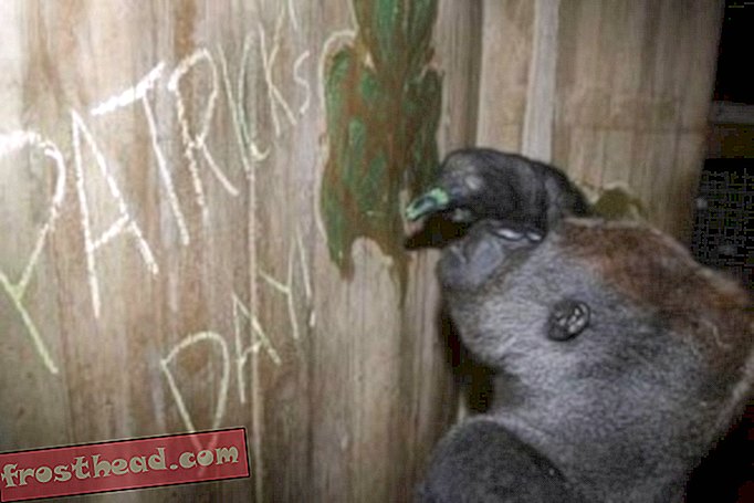 Baraka, a 16-year-old silverback western lowland gorilla, eats 