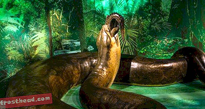 artikler, hos smeden, blogs, omkring indkøbscenteret - Titanoboa, den 48-fods monster slange, glider ind i naturhistorisk museum