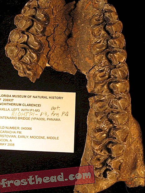 तीन-पंजे ब्राउज़िंग घोड़े से संबंधित दांत पनामा नहर चौड़ीकरण साइट में पता लगाया गया था। प्रमाण है कि 15 से 18 मिलियन साल पहले दक्षिण डकोटा से पनामा तक घोड़े की रेंज का विस्तार हुआ था। (STRI के सौजन्य से)