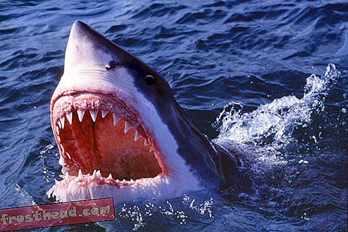 O estado dos tubarões, 40 anos depois da boca