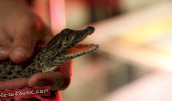 articles, au smithsonian, blogs, autour du centre commercial - Baby Crocs en mouvement au zoo