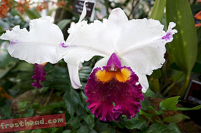 Orchidelirium, une obsession des orchidées, dure depuis des siècles