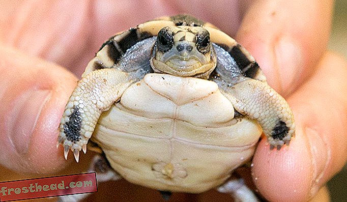 10. maja 2015 se je v nacionalnem živalskem vrtu otroška pajkova želva razbila iz svoje lupine, drugo pa je pričakovati vsak dan.